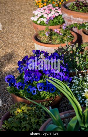 Eingetopfte Gänseblümchen und Stiefmütterchen Stockfoto