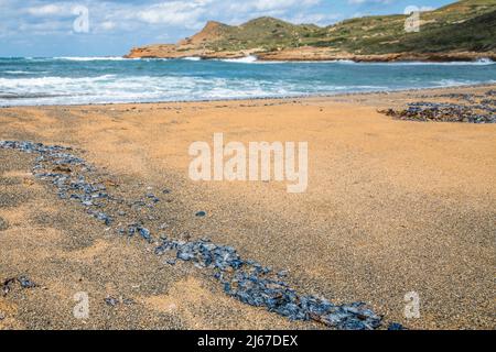 Meerfloß (Velella velella), ein kosmopolitischer, frei schwimmender Hydrozoan, der massenweise am Strand ausgewaschen wurde. Stockfoto