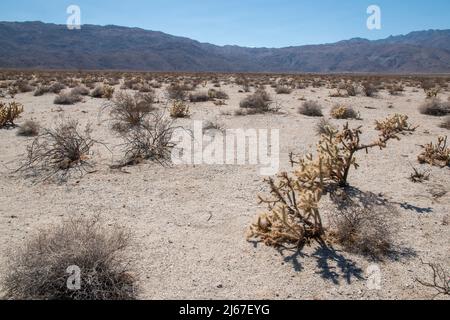 In der Nähe von Borrego Springs in Südkalifornien gibt es Metallstatuen von Tieren wie Pferden, Wildschweinen, Adlern, Kamelen und Drachen. Stockfoto