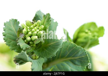 Ungeöffnete Knospen mit Grünkohl- oder Kohlblüten auf weißem Hintergrund mit Platz für Text. Anbau von Gemüse. Stockfoto