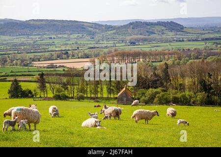 Herde von Schafen und Lämmern weiden in der Bredon Hills Worcestershire England Stockfoto