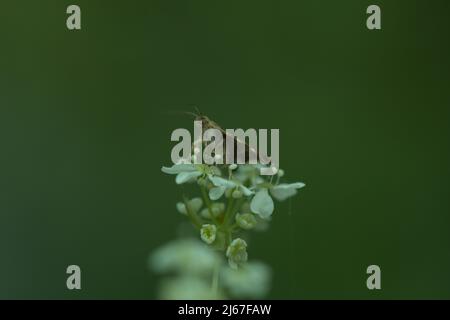 Kleine Brennnessel-Hahn Motte ( Anthophila fabriciana ) auf der Nahrungssuche auf weißen Wildblumen . Stockfoto