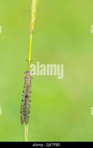 Distoleon tetragrammicus, eine Art von Ameisenlöwen aus der Unterfamilie Myrmeleontinae. Stockfoto