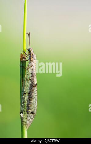 Distoleon tetragrammicus, eine Art von Ameisenlöwen aus der Unterfamilie Myrmeleontinae. Stockfoto