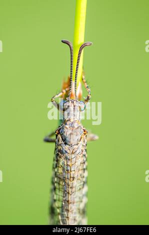 Distoleon tetragrammicus, eine Art von Ameisenlöwen aus der Unterfamilie Myrmeleontinae. Stockfoto