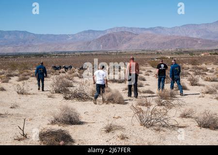 In der Nähe von Borrego Springs in Südkalifornien gibt es Metallstatuen von Tieren wie Pferden, Wildschweinen, Adlern, Kamelen und Drachen. Stockfoto