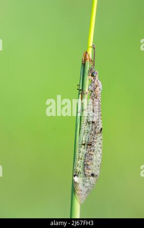 Distoleon tetragrammicus, eine Art von Ameisenlöwen aus der Unterfamilie Myrmeleontinae. Stockfoto