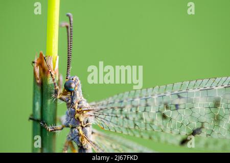 Distoleon tetragrammicus, eine Art von Ameisenlöwen aus der Unterfamilie Myrmeleontinae. Stockfoto