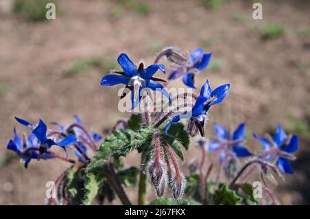 Blühendes Bienenbrot im Garten Stockfoto