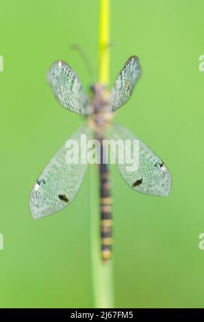 Distoleon tetragrammicus, eine Art von Ameisenlöwen aus der Unterfamilie Myrmeleontinae. Stockfoto