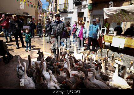 Finestrat, Alicante, Spanien - 23. April 2022: Mann führt eine Herde Gänse auf dem traditionellen und gastronomischen Markt Stockfoto