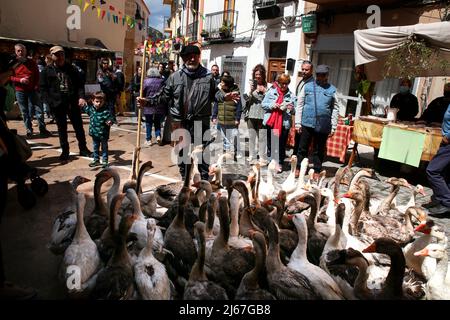 Finestrat, Alicante, Spanien - 23. April 2022: Mann führt eine Herde Gänse auf dem traditionellen und gastronomischen Markt Stockfoto