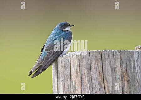 Eine kleine Baumschwalbe sitzt auf einem Holzpfosten in Nord-Idaho. Stockfoto