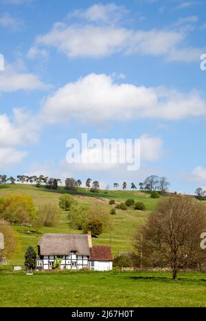 Halbgezimmerte schwarz-weiß Reetgedeckten Landhaus in dem Weiler Grafton sitzt unter den Bredon Hills Worcestershire England Stockfoto