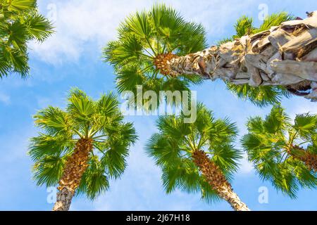 Blick auf die Kronen der Palmen und den Stamm Stockfoto