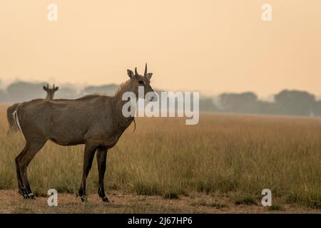 Männlicher Nilgai oder blauer Bulle oder Boselaphus tragocamelus ein größtes asiatisches Antilopenprofil im offenen Feld oder Grasland im goldenen Stundenlicht indiens Stockfoto