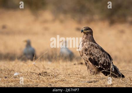 Steppenadler oder Aquila nipalensis Porträt ein Winter-migrator-Vogel, der auf dem Boden in der Nähe des Tierkadaverlagerungsgebiets oder des Geländes des Jorbeer Conservation R thront Stockfoto