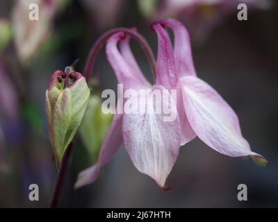 Makroaufnahme einer hellrosa Aquilegia-Blume, die vollständig geöffnet ist, mit neuer Knospe an der Seite, auch bekannt als Columbine oder Omas Haube. Stockfoto