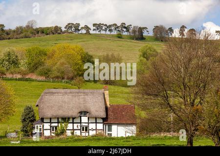 Halb gezimmerte schwarz-weiß strohgedeckte Landhaus in dem Weiler Grafton unter den Bredon Hills Worcestershire England Stockfoto