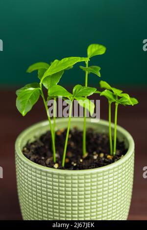 Baby Zitronenlime orange Zitruspflanze in grünem Topf auf dunklem Hintergrund. Selektiver Fokus Stockfoto