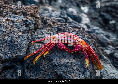 East Atlantic Sally Lightfoot Crab oder Red Rock Crab (Grapsus adscensionis), eine Art, die im östlichen Atlantik auf Küstengesteinen lebt. Stockfoto