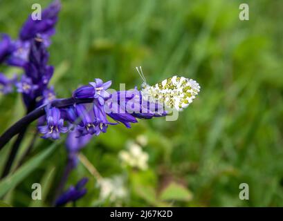 Weibliche Orange Spitze Anthocharis Kardamine Schmetterling sonnen sich in der Sonne auf Bluebells in Sonnenschein im englischen Frühling Stockfoto