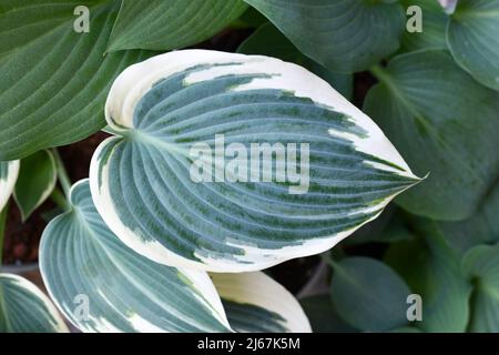 Blatt der asiatischen Hosta-Pflanze mit grüner und weißer Farbe Stockfoto
