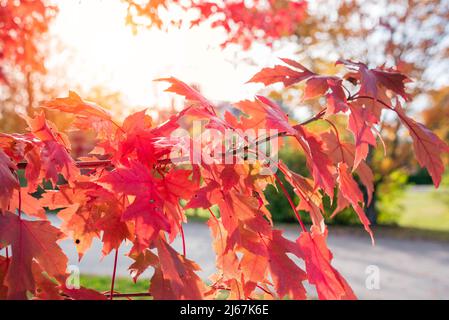 Nahaufnahme eines Ahornbaums mit roten Blättern im herbstlichen Abendlicht. Natürlicher Hintergrund. Stockfoto