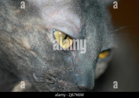 Grau blau Cornish Rex Rasse der Katze mit kurzen Haaren und gelben Augen Erwachsene Katze Stockfoto