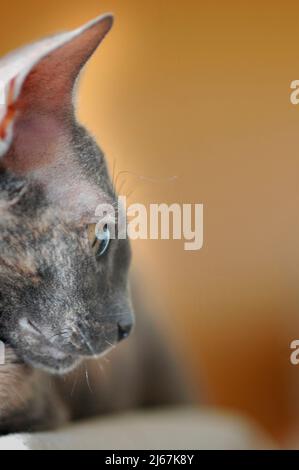 Grau blau Cornish Rex Rasse der Katze mit kurzen Haaren und gelben Augen Erwachsene Katze Stockfoto