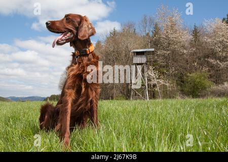 Der wunderschöne irische Setter-Jagdhund sitzt an einem wunderschönen Frühlingstag auf der grünen Wiese vor der großen Jagdkanzel des Jägers. Stockfoto