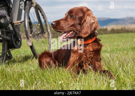 Hund liegt neben dem Fahrrad auf der Wiese. Was gibt es Schöneres, als die Natur im Frühling mit dem Fahrrad und dem Hund zu erkunden Stockfoto