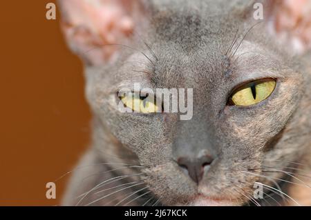 Grau blau Cornish Rex Rasse der Katze mit kurzen Haaren und gelben Augen Erwachsene Katze Stockfoto