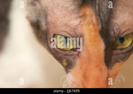 Weibchen Cornish Rex Nahaufnahme zeigen Katze in schwarz und weiß und braun calico Stockfoto