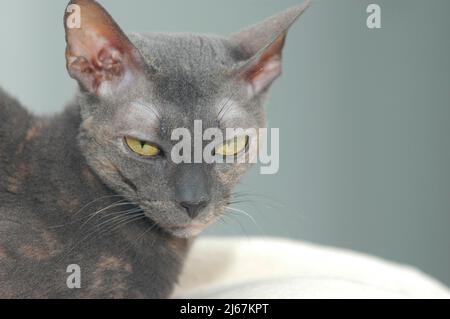 Grau blau Cornish Rex Rasse der Katze mit kurzen Haaren und gelben Augen Erwachsene Katze Stockfoto