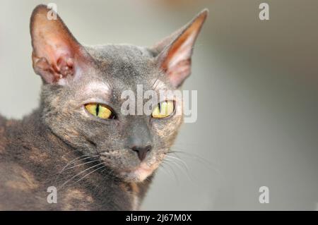 Grau blau Cornish Rex Rasse der Katze mit kurzen Haaren und gelben Augen Erwachsene Katze Stockfoto