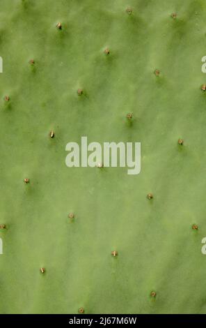 Abstrakte Hintergrundtextur eines Spiky Cactus Stockfoto