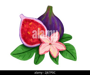 Zwei Feigen mit Blumenabbildung. Handgezeichnete Aquarell-Feigen-Komposition isoliert auf weißem Hintergrund. Exotisches Blumenstillleben Stockfoto