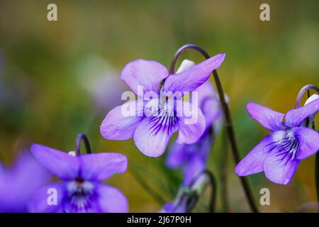 Wildviolett (Common Dog-violet, Viola riviniana), ein gewöhnliches Unkraut, das in einem Rasen wächst, der im frühen Frühjahr in einem Garten in Surrey, Südostengland, blüht Stockfoto