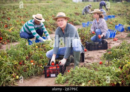 Konzentrierter Landwirt, der reife Tomaten auf dem Feld erntet Stockfoto