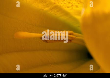 Brugmansia Aurea oder Engelstrompeten blühen. Sie sind endemisch in Ecuador. Seit März 2014 sind sie von der IUCN als ausgestorben in der Wildnis gelistet. Stockfoto