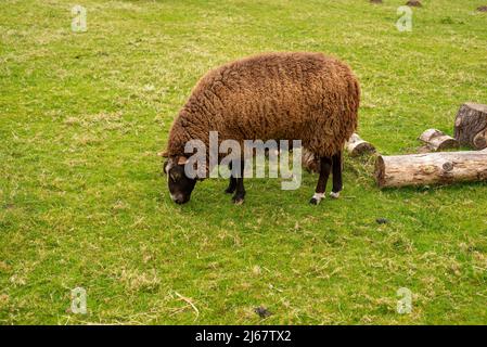 Ungeschoren braune Schafe vor dem Hintergrund von leuchtend saftigem grünem Gras auf einer Farm Weide Stockfoto