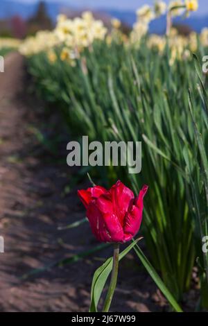 Eine einzelne rote Tulpe (Tulipa) blüht an einem sonnigen Frühlingstag im Skagit Valley des US-Bundesstaates Washington in einem Feld von Narzissen. Stockfoto