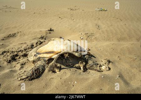 Die Überreste einer Meeresschildkröte, die an der Küste von Lesina aufgesetzt wurde. Die Karapasse wird von der Sonne gebleicht und der Kopf fehlt. Lesina, Provinz Foggia Stockfoto
