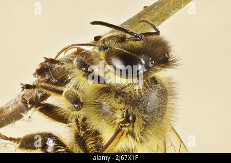 Super-Makro-Ansicht der Westlichen Honigbiene (APIs mellifera), die im Spinnennetz gefangen ist Stockfoto