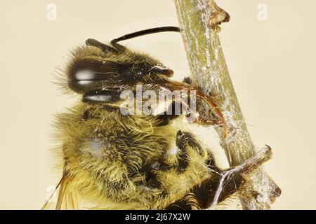 Super-Makro-Ansicht der Westlichen Honigbiene (APIs mellifera), die im Spinnennetz gefangen ist Stockfoto