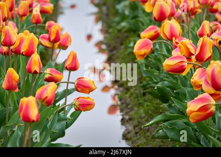 Rosa mit gelben Tulpen nach dem Regen. Eine Reihe von rosa mit gelben Tulpen in einem feuchten Feld. Stockfoto