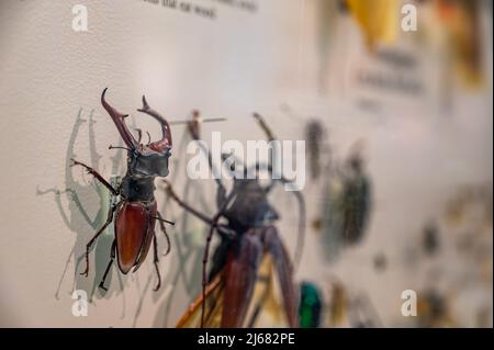 In einer Insektensammlung wurden exotische Arten von Coleoptera-Käfer festgesteckt Stockfoto