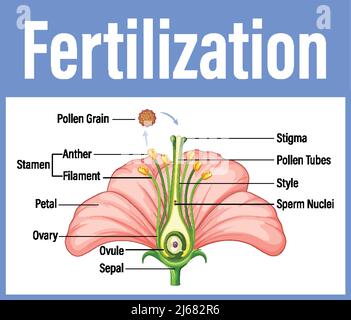 Diagramm mit Befruchtung in Blumendarstellung Stock Vektor