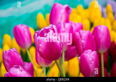 Schöne Blumensträuße mit bunten Tulpen im Blumenladen. Frühlingsfrische Blumen. Stockfoto